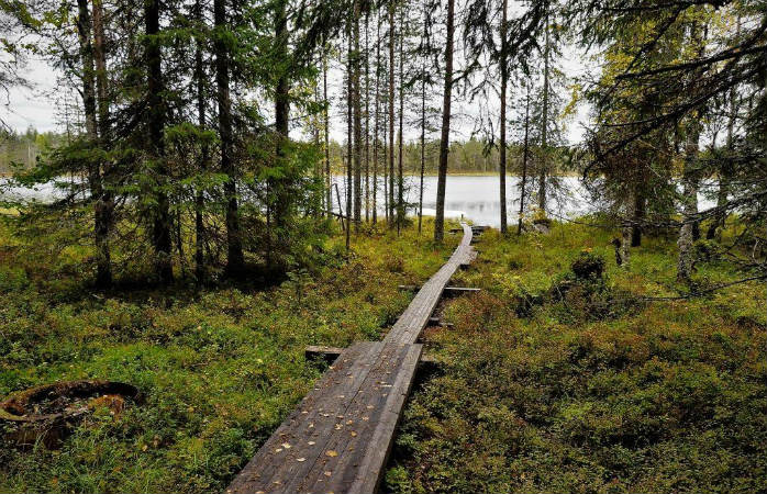 Tutustu hauskannimisen Haisuvaaran raikkaisiin metsiin