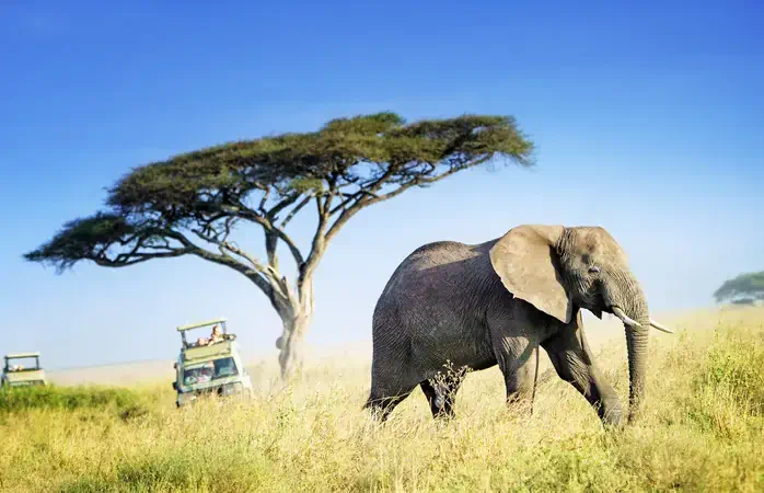 A huge African Elephant crossing the plains of the Serengeti against a lone Acacia tree and two safari vehicles in the background.